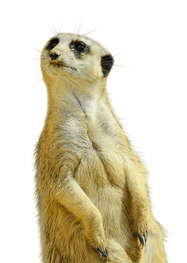 zvědavá surikata se zajímá o cenu webu