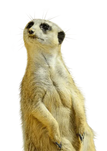 zvědavá surikata se zajímá o cenu webu